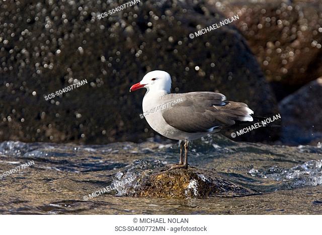 Heermann's gull Larus heermanni on their breeding grounds on Isla Rasa in the middle Gulf of California Sea of Cortez, Mexico 95 of the world's population of...