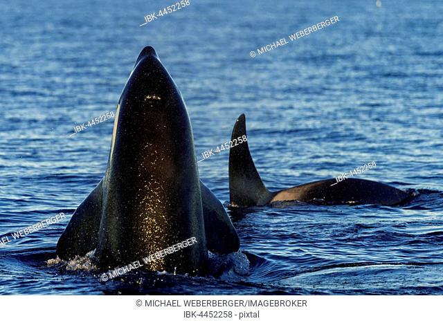 Orca or killer whale (Orcinus orca), spyhopping, Kaldfjorden, Norway