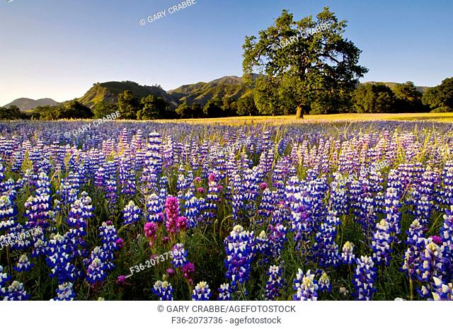 Field of Lupine and Owl's Clover wildflowers in Spring, Ventana Wilderness, Los Padres National Forest, California