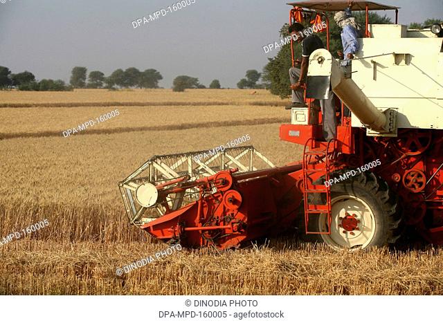 Combine harvester being operated by group of farmers harvesting golden wheat in fields of Bhopal ; Madhya Pradesh ; India