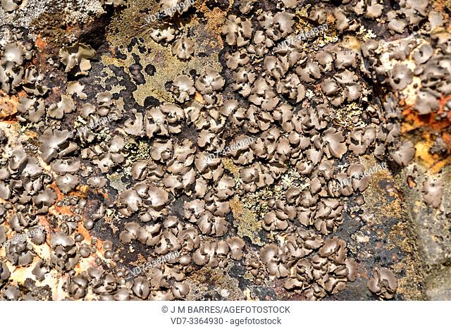 Umbilicaria hirsuta is a foliose lichen that grows on siliceous rocks. This photo was taken in Calatrava La Nueva, Ciudad Real province, Castilla-La Mancha