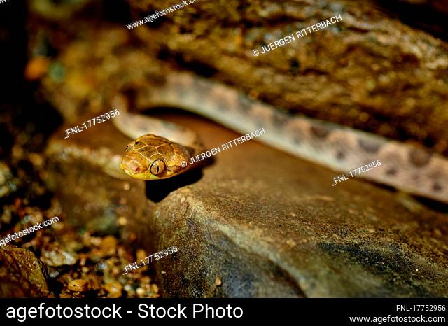 northern cat-eyed snake (Leptodeira septentrionalis), Uvita, Costa Rica, Central America|Northern cat-eyed snake (Leptodeira septentrionalis), Uvita, Costa Rica