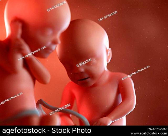 3d rendered medically accurate illustration of twin fetuses - week 30