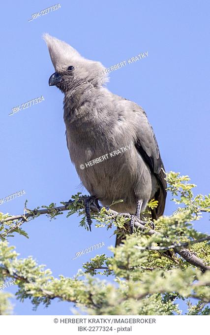 Grey go-away-bird or Grey lourie (Corythaixoides concolor), Etosha National Park, Namibia, Africa