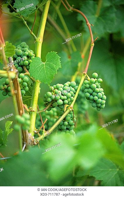 Leon Millot grapes (early ripening red).Saltspring Vineyards. Saltspring Island. Gulf Islands, British Columbia, Canada