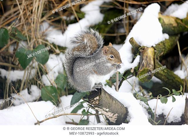 Grey Squirrel - Feeding in snow (Sciurus carolinensis). Oxon - UK - February