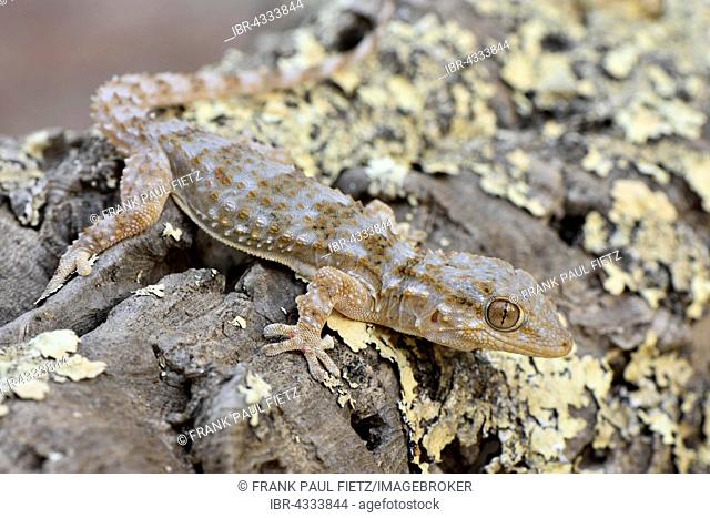Full-grown Moorish wall gecko (Tarentola mauretanica) on dead wood, Alentejo, Portugal