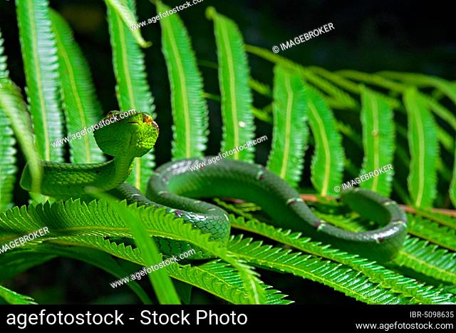 North Philippine Temple Pit Viper (Tropidolaemus subannulatus), Amurang , North Sulawesi, Indonesia, Asia