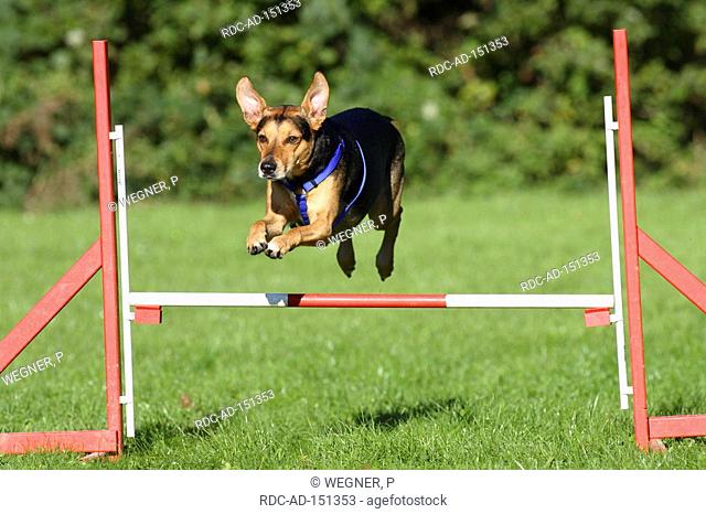 Mixed Breed Dog agility jumping over hurdle