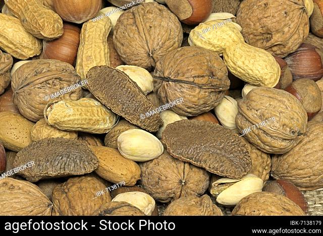 Nuts, mix, Almond tree (Prunus dulcis), Common hazel (Corylus avellana), Persian walnut (Juglans regia), Brazil nuts (Bertholletia excelsa)
