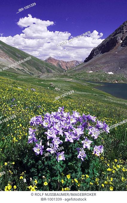 Clear lake and wildflowers in alpine meadow, Blue Columbine, Colorado Columbine (Aquilegia coerulea) and Alpine Avens (Geum), Ouray, San Juan Mountains