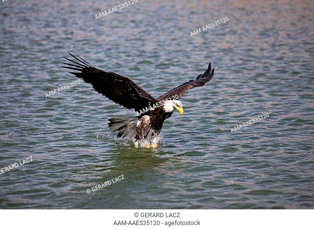 Bald Eagle Haliaeetus Leucocephalus, Juvenile In Flight, Fishing