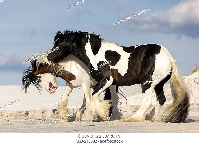 Gypsy Cob. Pair of stallions playfighting on kaolin sand. Poland