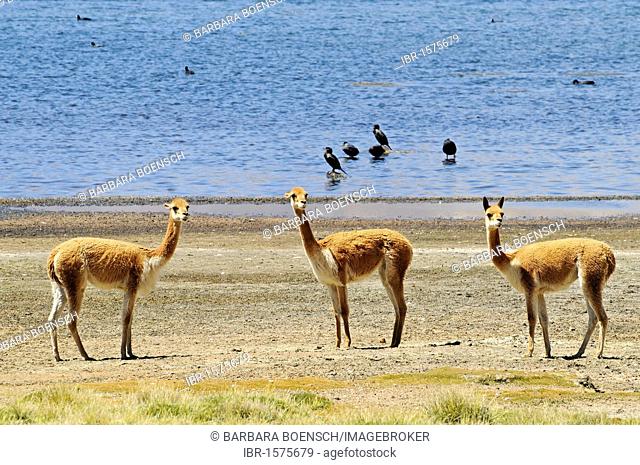 Guanacos (Llama guanicoe), Lake Chungara, Lauca National Park, Altiplano, Norte Grande, Northern Chile, Chile, South America