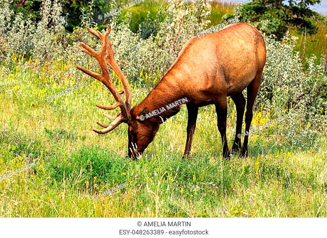 A large bull elk grazes on grass