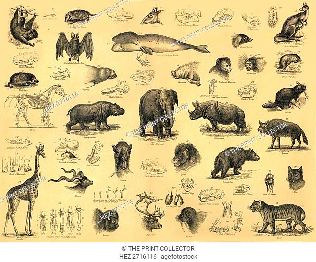 'Mammals', c1910. Creator: Unknown