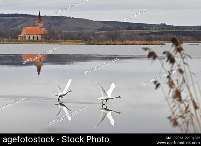 Swans take off at the central reservoir of the Nove Mlyny waterworks near Pasohlavky near Breclav, South Moravian Region, December 21, 2023