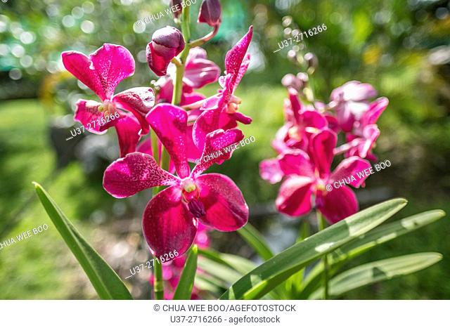 Orchids. Image taken at Orchid Garden, Kuching, Sarawak, Malaysia