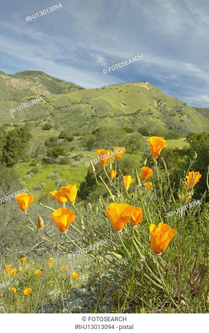Bright golden poppies towering above the green spring hills