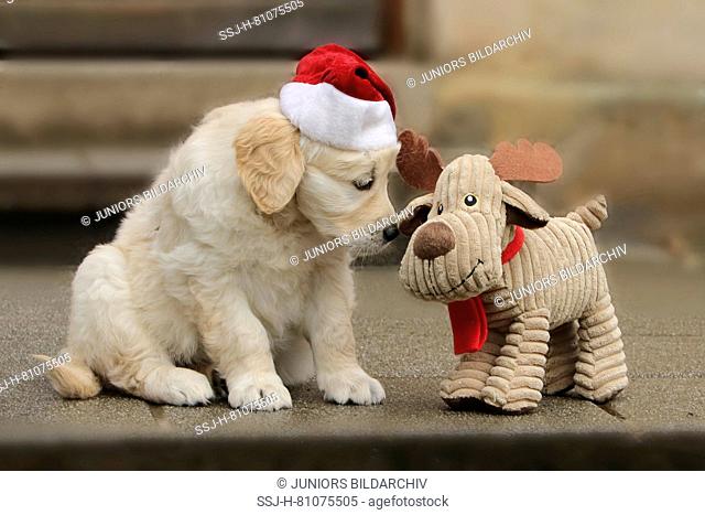 Golden Retriever. Puppy (7 weeks old) wearing Santa Claus hat sitting next to plush reindeer. Germany