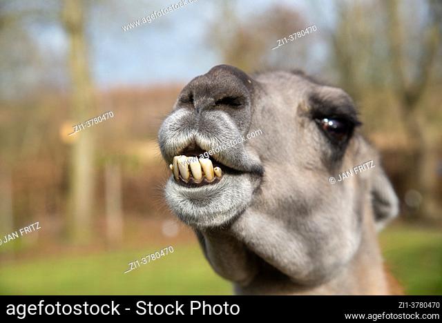 close up of lama at farm in Holland