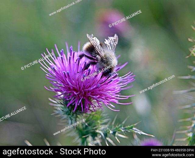 08 October 2023, Saxony-Anhalt, Ilsenburg: A bumblebee collects nectar on a thistle flower. Photo: Matthias Bein/dpa. - Ilsenburg/Saxony-Anhalt/Germany