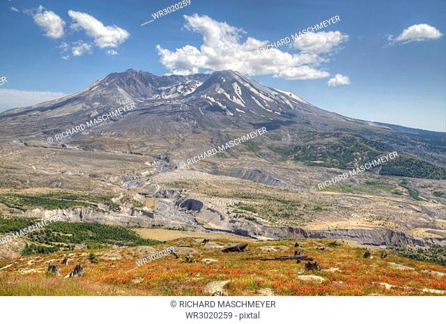 Mount St. Helens with wild flowers, Mount St. Helens National Volcanic Monument, Washington State, United States of America, North America