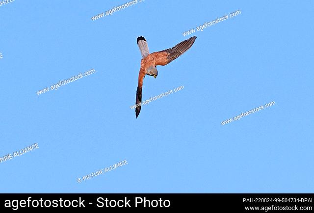 20 June 2022, Berlin: 20.06.2022, Berlin. A kestrel (Falco tinnunculus) flies over Tempelhofer Feld, the former Tempelhof Airport, and swoops down on a mouse