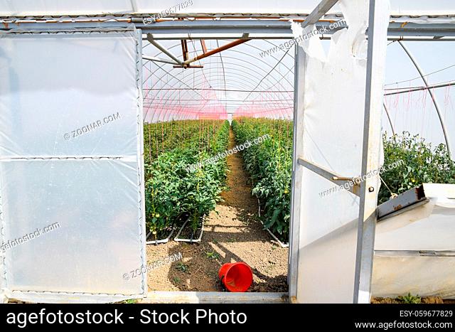 Open the doors of the greenhouse with tomatoes. The big greenhouse