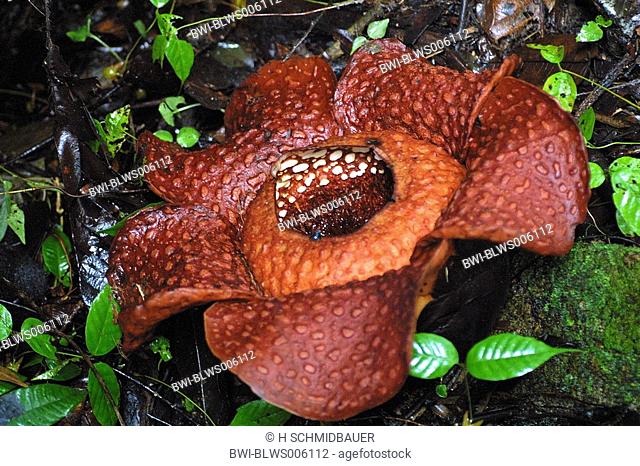giant flower Rafflesia arnoldii, largest flower of the world, Borneo