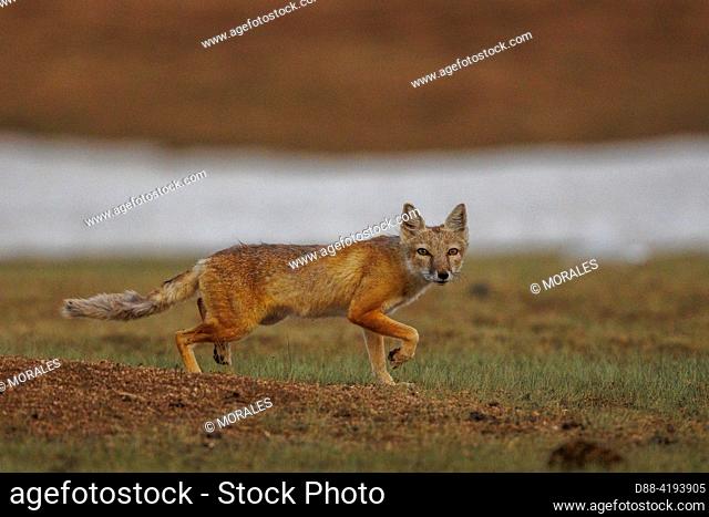Asia, Mongolia, Eastern Mongolia, Steppe, Young Corsac Fox (Vulpus corsac), Adult returning to the burrow with a vole in its mouth