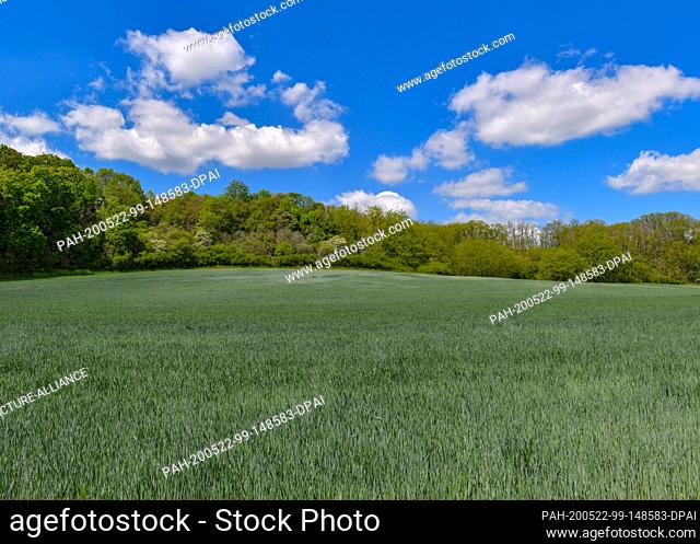20 May 2020, Brandenburg, Wuhden: Clouds drift across the blue sky over the landscape at the edge of the Oderbruch. Photo: Patrick Pleul/dpa-Zentralbild/ZB