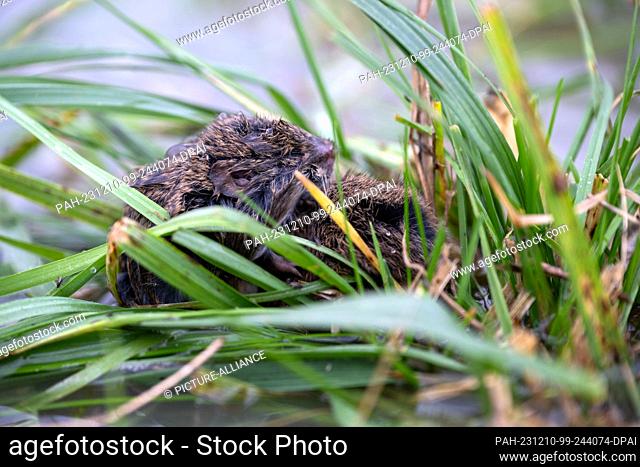 10 December 2023, Bavaria, Hemmendorf: Two mice try to get to safety from the flood on a tuft of grass. After rain and melting snow