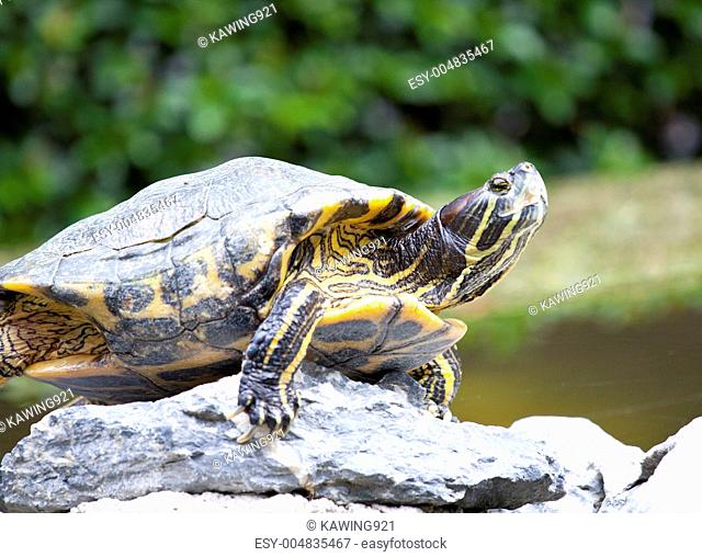 Tortoise on stone taking rest
