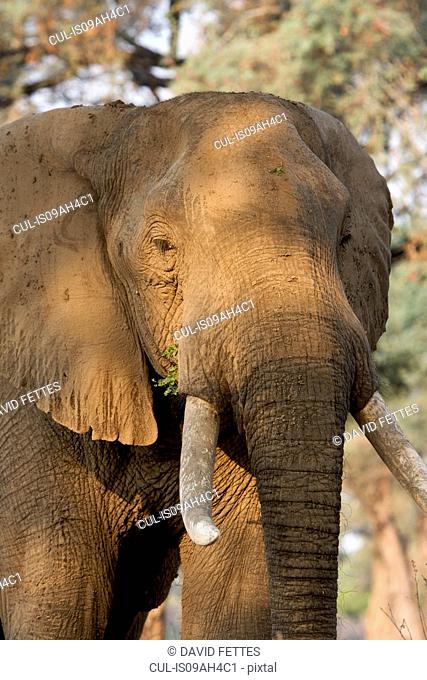 African elephant - Loxodonta africana - bull, Mana Pools National Park, Zimbabwe, Africa