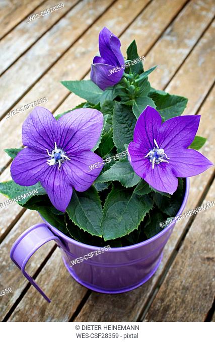 Blossoming potted Balloon Flower