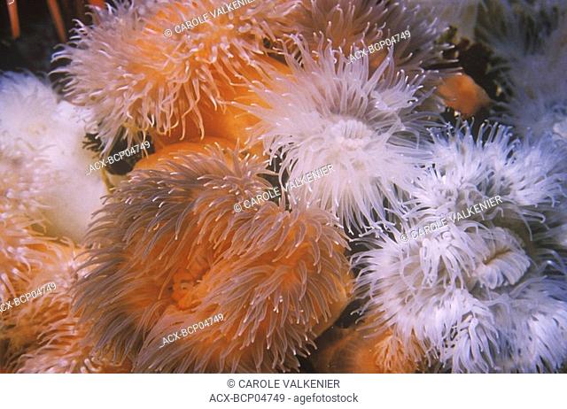 Anemones at Hussar Point near Port Hardy , Queen Charlotte Strait, Vancouver Island, British Columbia, Canada
