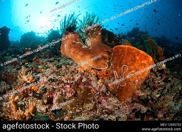 Crinoids - with Sea Cucumber (Synaptula sp.) on Sponge (Porifera phylum) with sun in background - Pohong Miring dive site, Banda Besar, Maluku (Moluccas)
