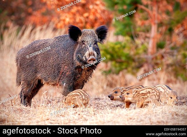 Wild boar, sus scrofa, family in nature with sow and small stripped piglets. Herd of animals in nature. Family concept