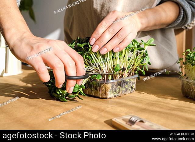 Woman pruning microgreens in container