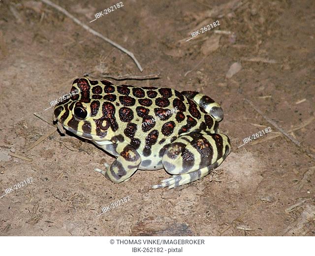 Colorful red spotted broow frog (Leptodactylus laticeps), Gran Chaco, Paraguay