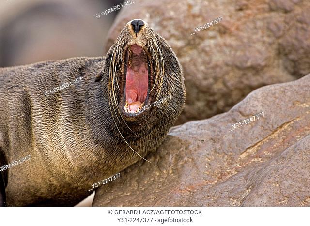 South African Fur Seal, arctocephalus pusillus, Female Yawning, Cape Cross in Namibia