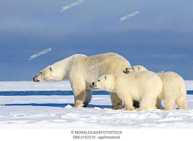 United States , Alaska , Arctic National Wildlife Refuge , Kaktovik , Polar Bear( Ursus maritimus ) , female adult with 2 cubs from the year
