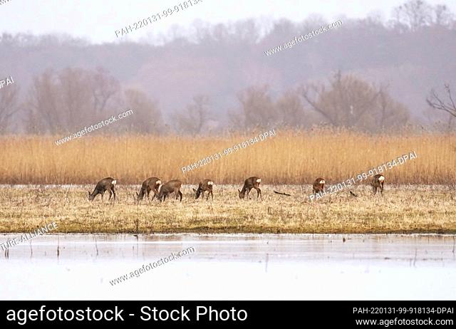 31 January 2022, Brandenburg, Schwedt/Ot Criewen: Deer stand in a meadow near the high water in the Lower Oder Valley National Park not far from the protective...