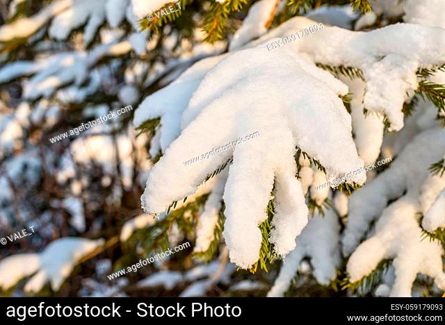 Winter forest with fir branches with snow