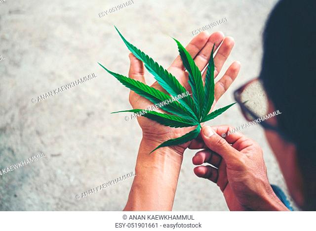Hand holding marijuana leaf ( Cannabis sativa indica )