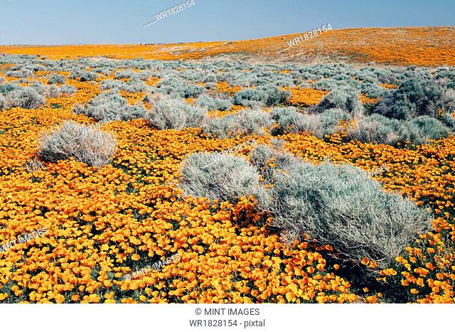 A naturalised crop of the vivid orange flowers, the California poppy, Eschscholzia californica, flowering, in the Antelope Valley California poppy reserve