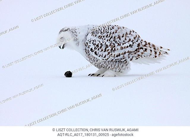 Snowy Owl throwing up pellet, Snowy Owl, Bubo scandiacus