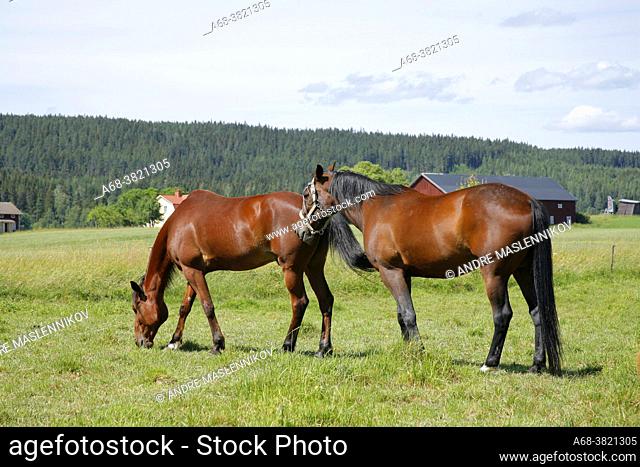 Two riding horses, formerly trotting horse, grazing in Dalarna
