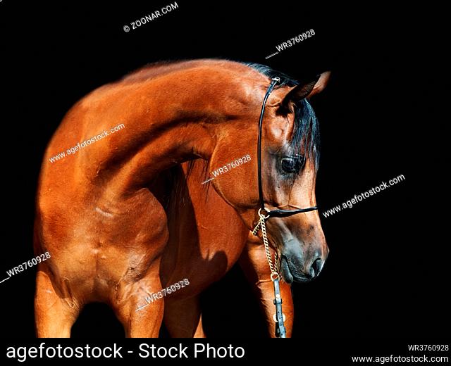 portrait of young bay arabian filly at black background